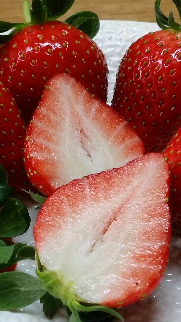 ¿øº»»çÁø º¸±â
