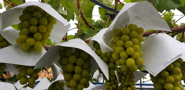¿øº»»çÁø º¸±â